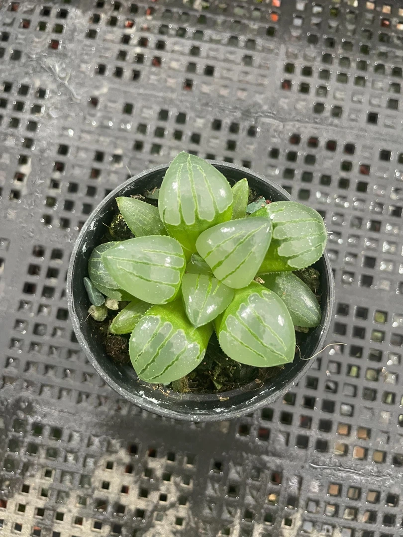 翠虎克十二卷多肉克系列
