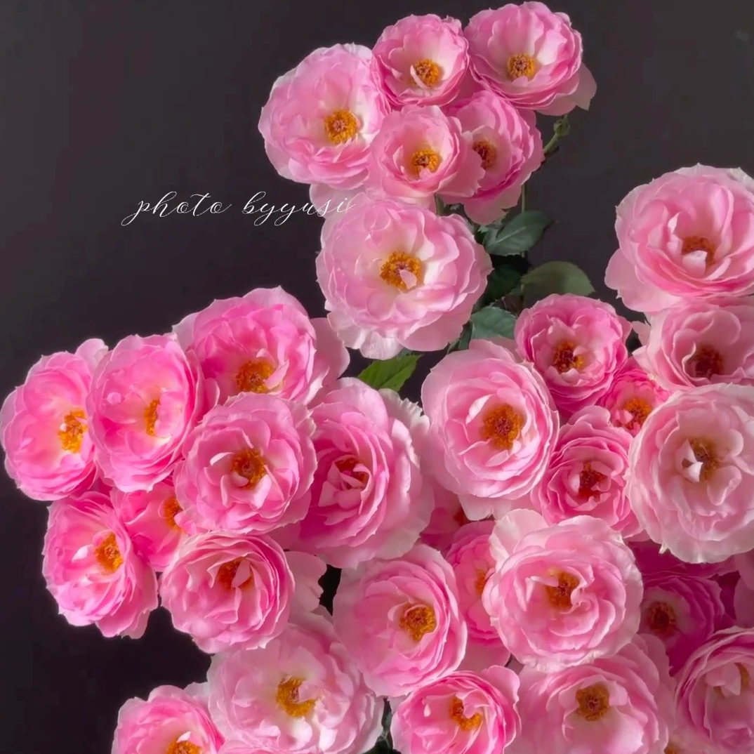 【缤纷玫瑰】粉星云 任拍三单及以上包顺空鲜切花10支装家居稀有