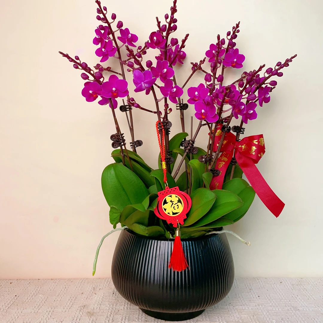 A级【紫星】蝴蝶兰轻奢绿植花卉艺术高级盆栽植株很好养