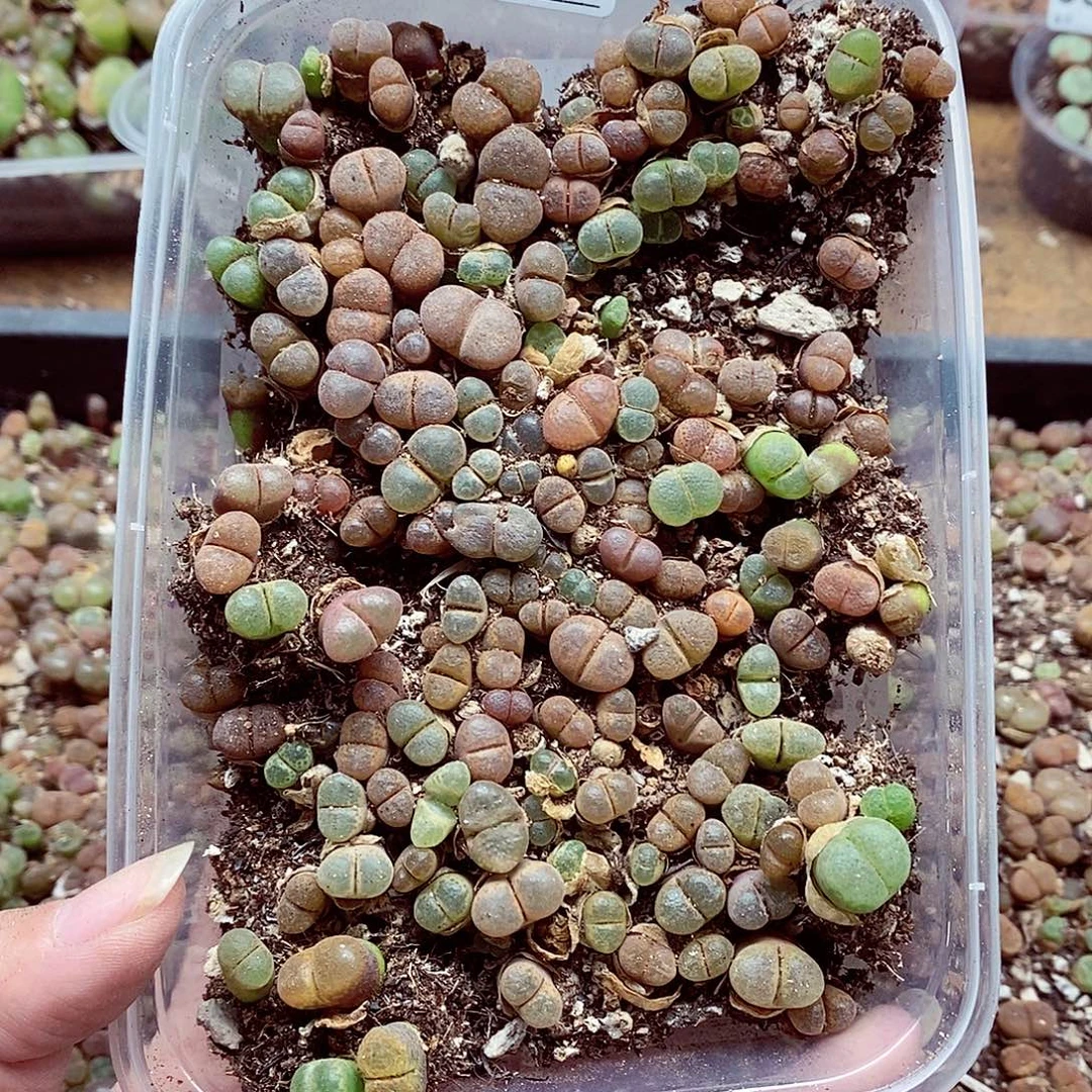 9573彩风铃啦啦啦