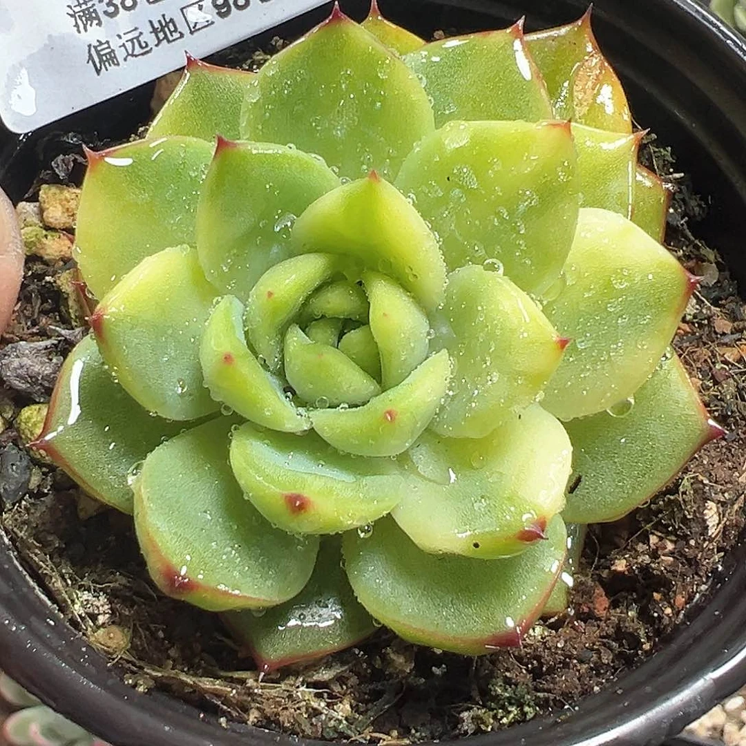 499月亮石锦 小方花圃一物一拍