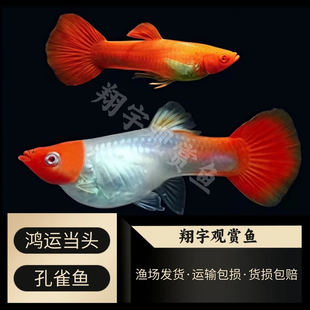 『鸿运当头』孔雀鱼带肚凤尾红头好养纯种大肚观赏鱼小鱼易活热带鱼