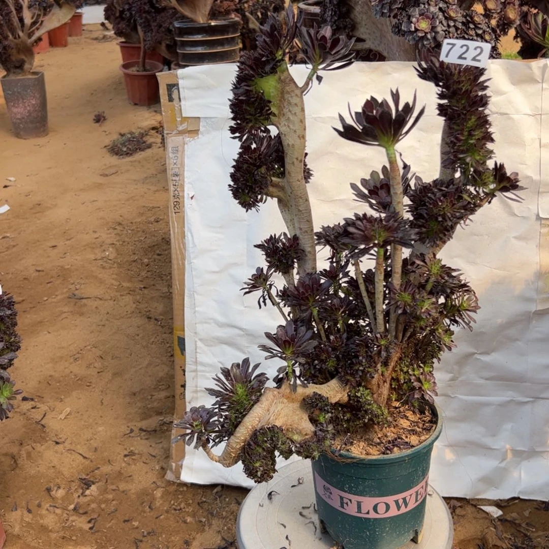 有伤黑缀722高40晃荡