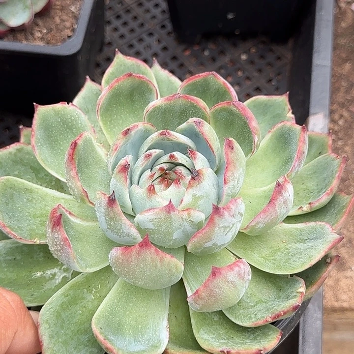 惊鸿一物一拍包装收缩花旱