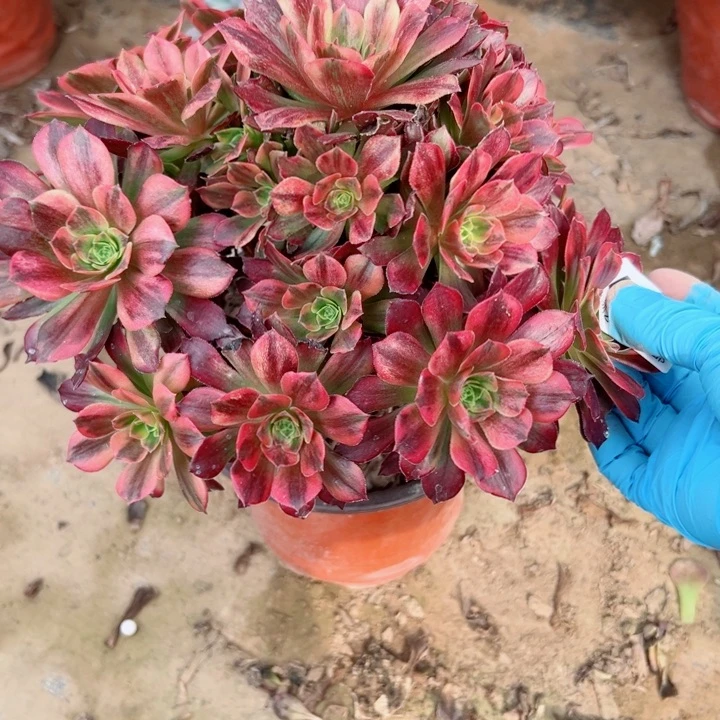 861安娜多肉植物