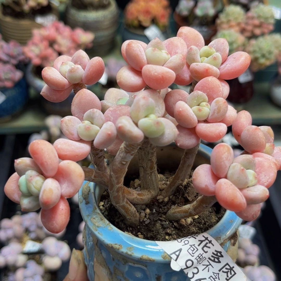 936香水洛神12cm多肉