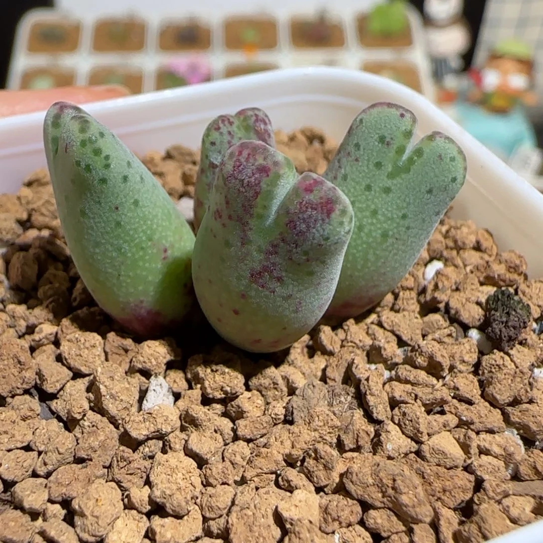 肉锥多肉植物组合-杂交斑马1120