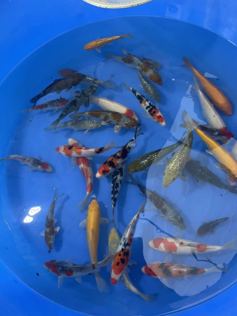 锦鲤观赏鱼徐州发货精品红白大正