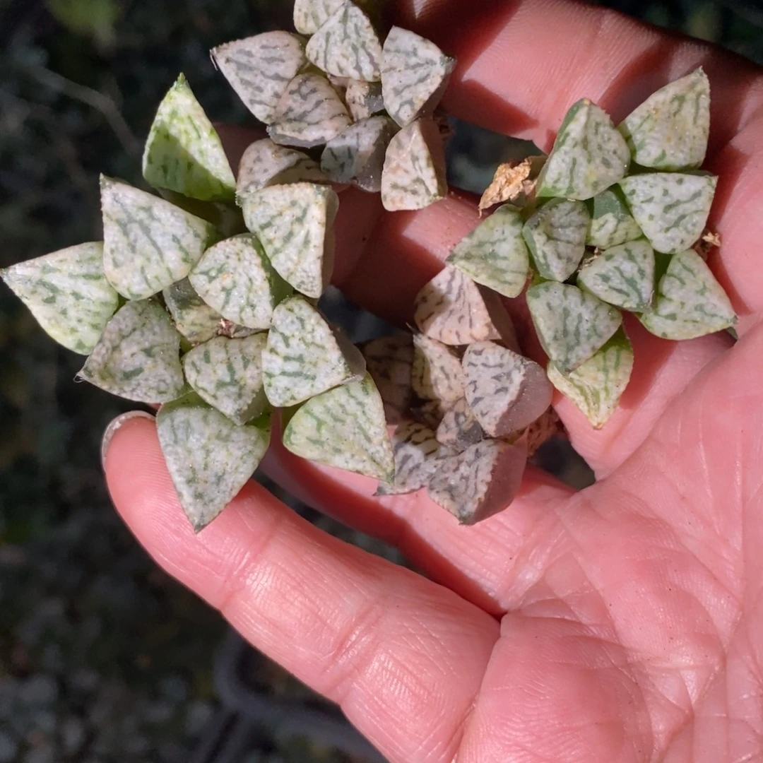 921 一颗小潘多拉魔盒 双11整点福利