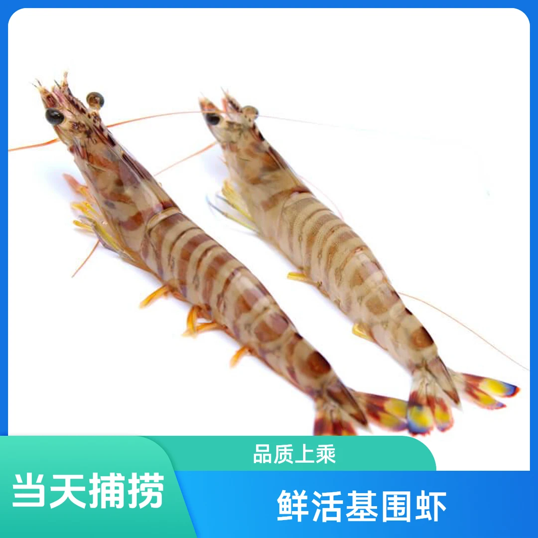大个基围虾 鲜活基围虾 斑节虾1斤40-50条