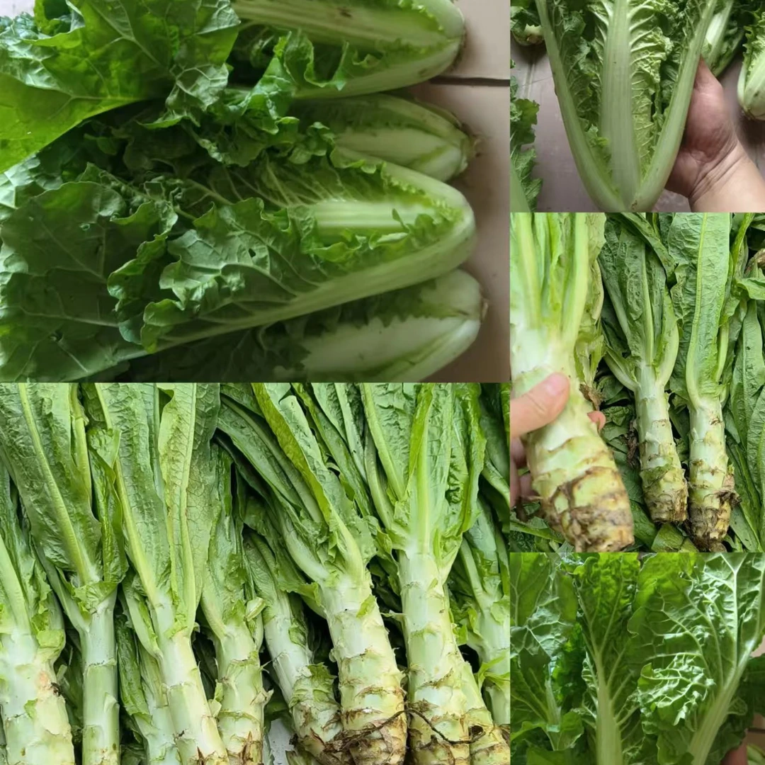 农家自种3斤莴笋+2斤白菜混搭共5斤