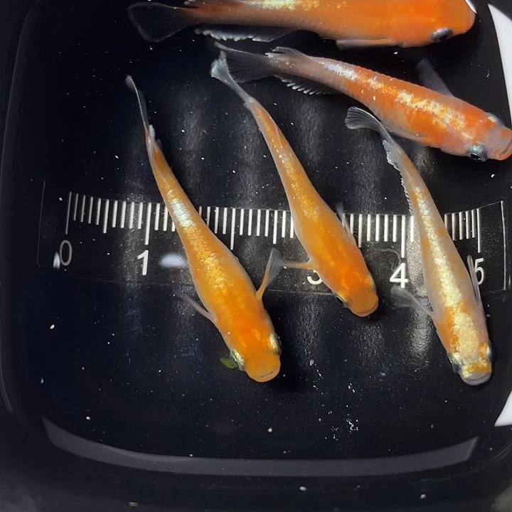 青鳉鱼碎花赤壁5条，006号，满15包邮，可叠单