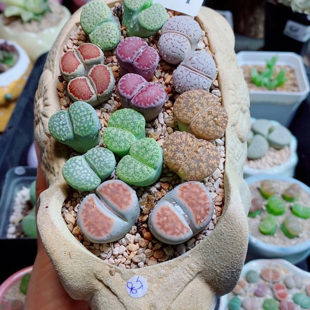 生石花花花哈哈哈哈哈哈471