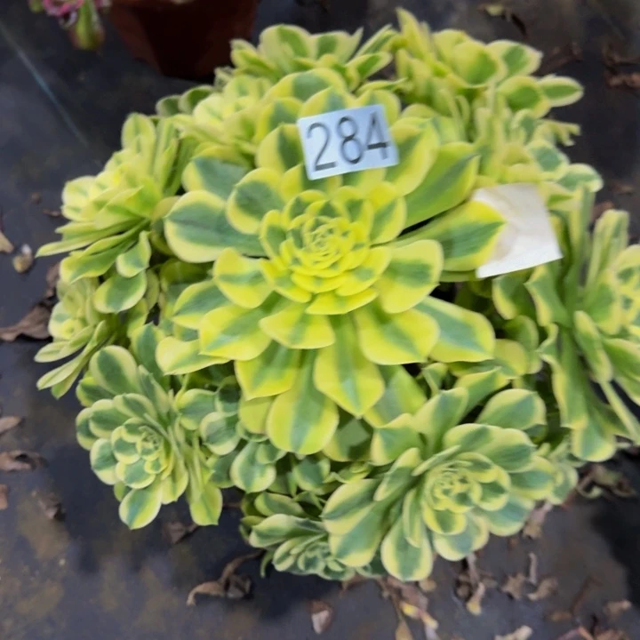 绿豆沙28400000000