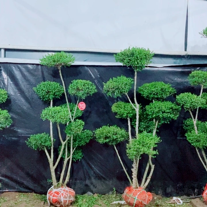 一物一拍一物一拍