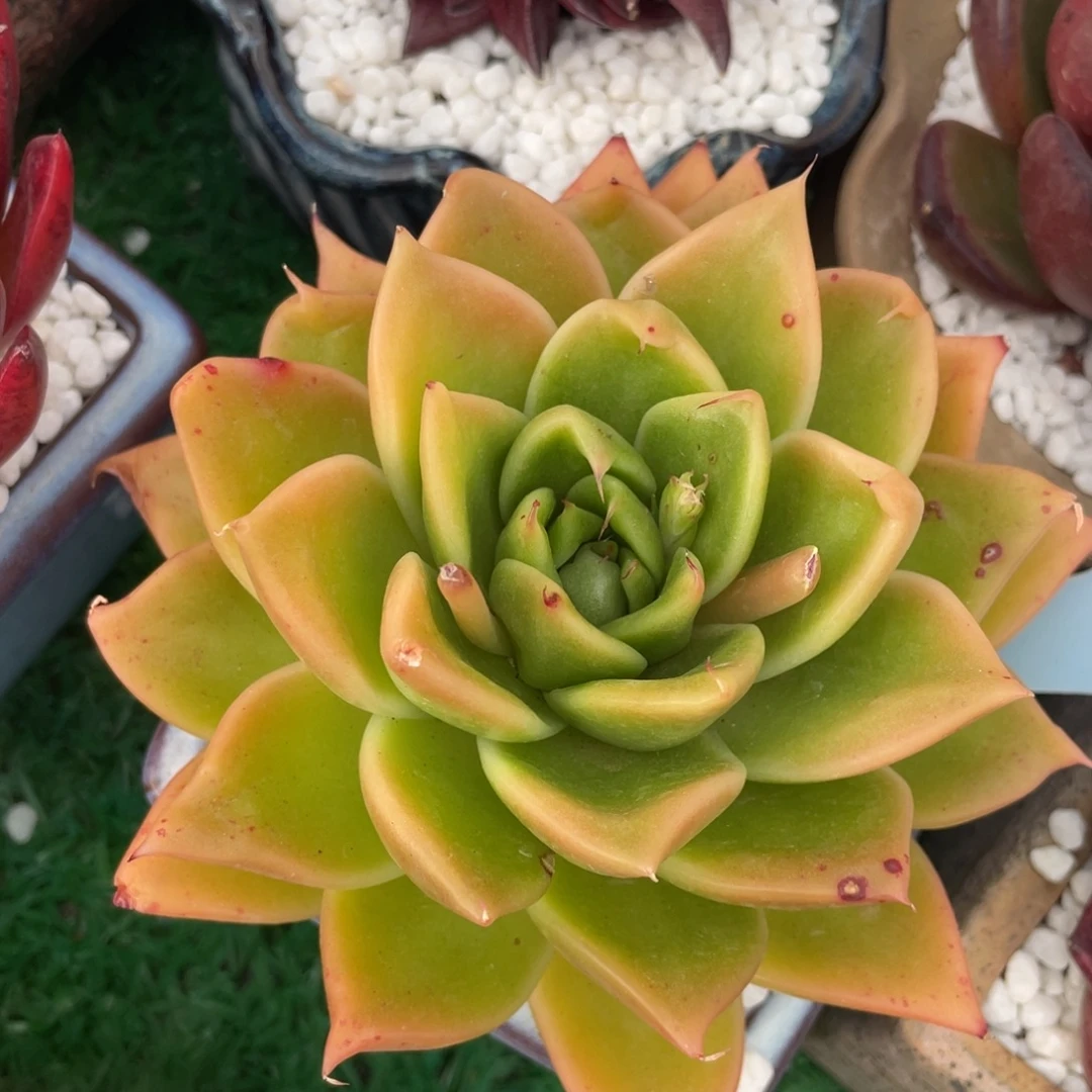 多肉植物盆栽多肉