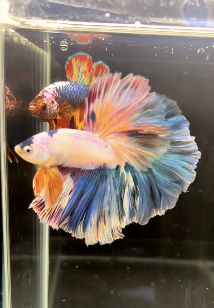 100-199编号  网红婚纱鱼泰国斗鱼直播选鱼 2号链接