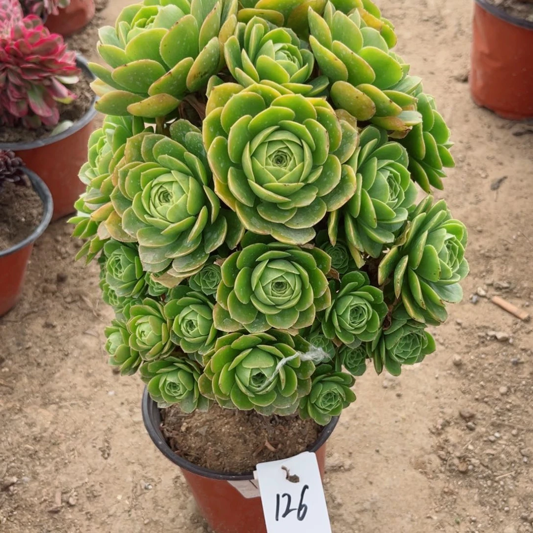 126金秋老木本多肉植物