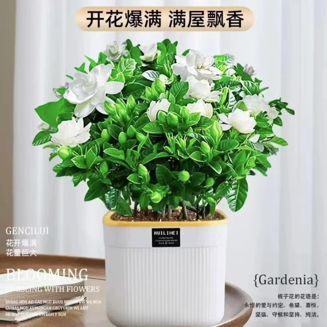 【吸水盆栀子花】230盆栽花卉植物阳台绿植客厅摆放浓香型四季好养