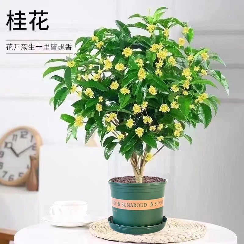 四季黄金桂花浓香型四季开花耐寒好养室内外庭院阳台四季桂花盆栽