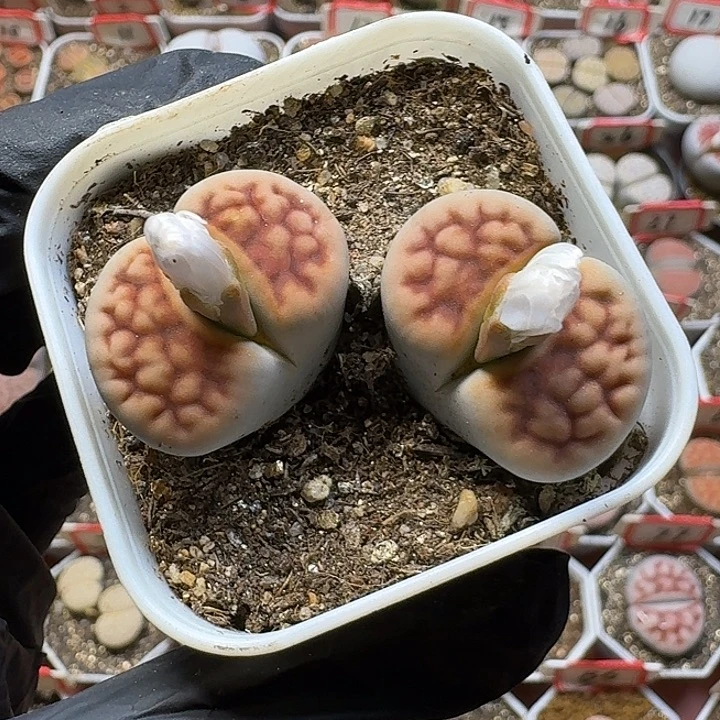 生石花23:：：。  225号