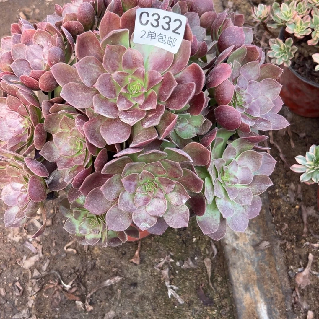 332多肉   赤焰连不包断头