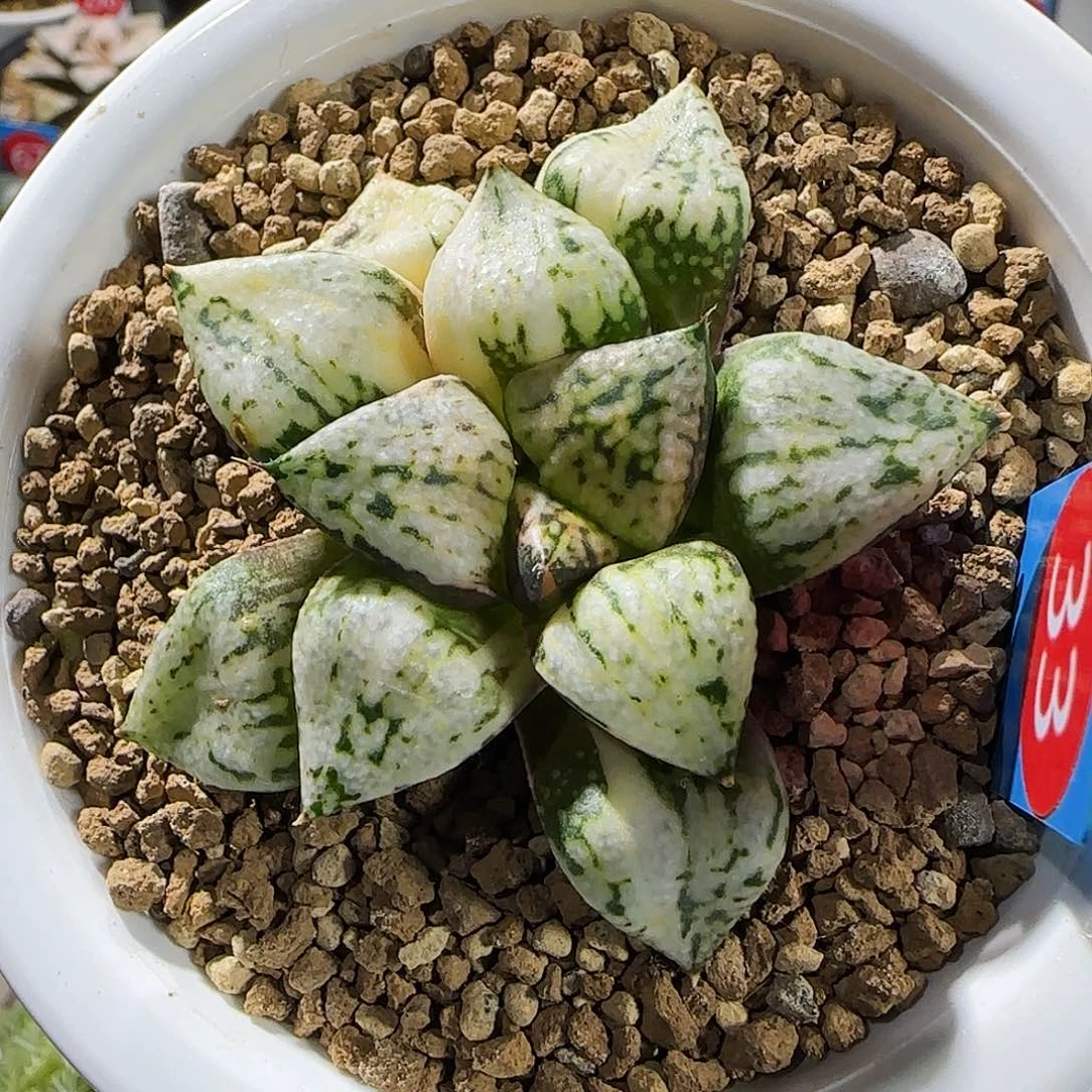 33号潘多拉魔盒锦 6 厘米左右一物一拍带盆发货