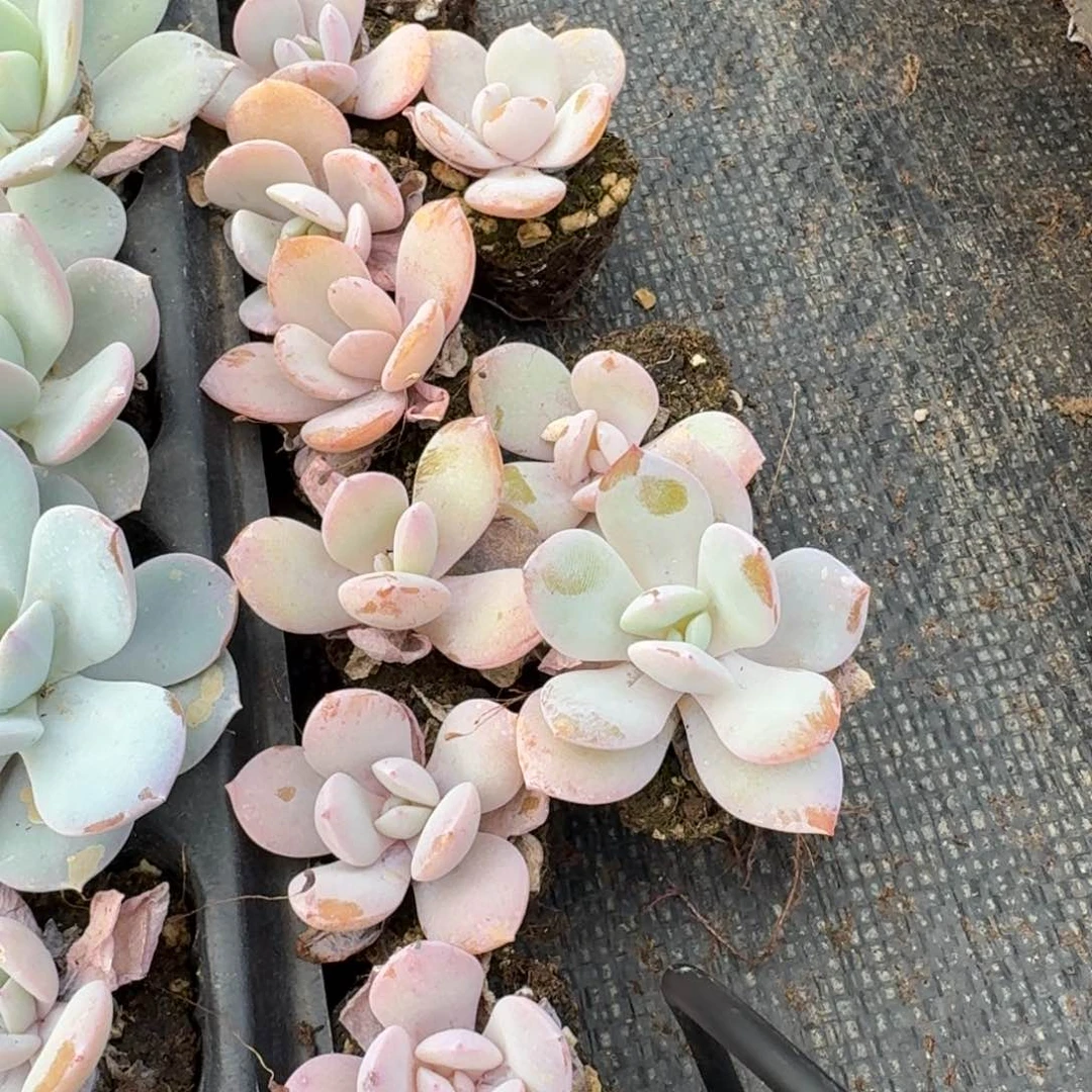 粉色的（雪莲*梦露）假奶盖十棵量拍17-20