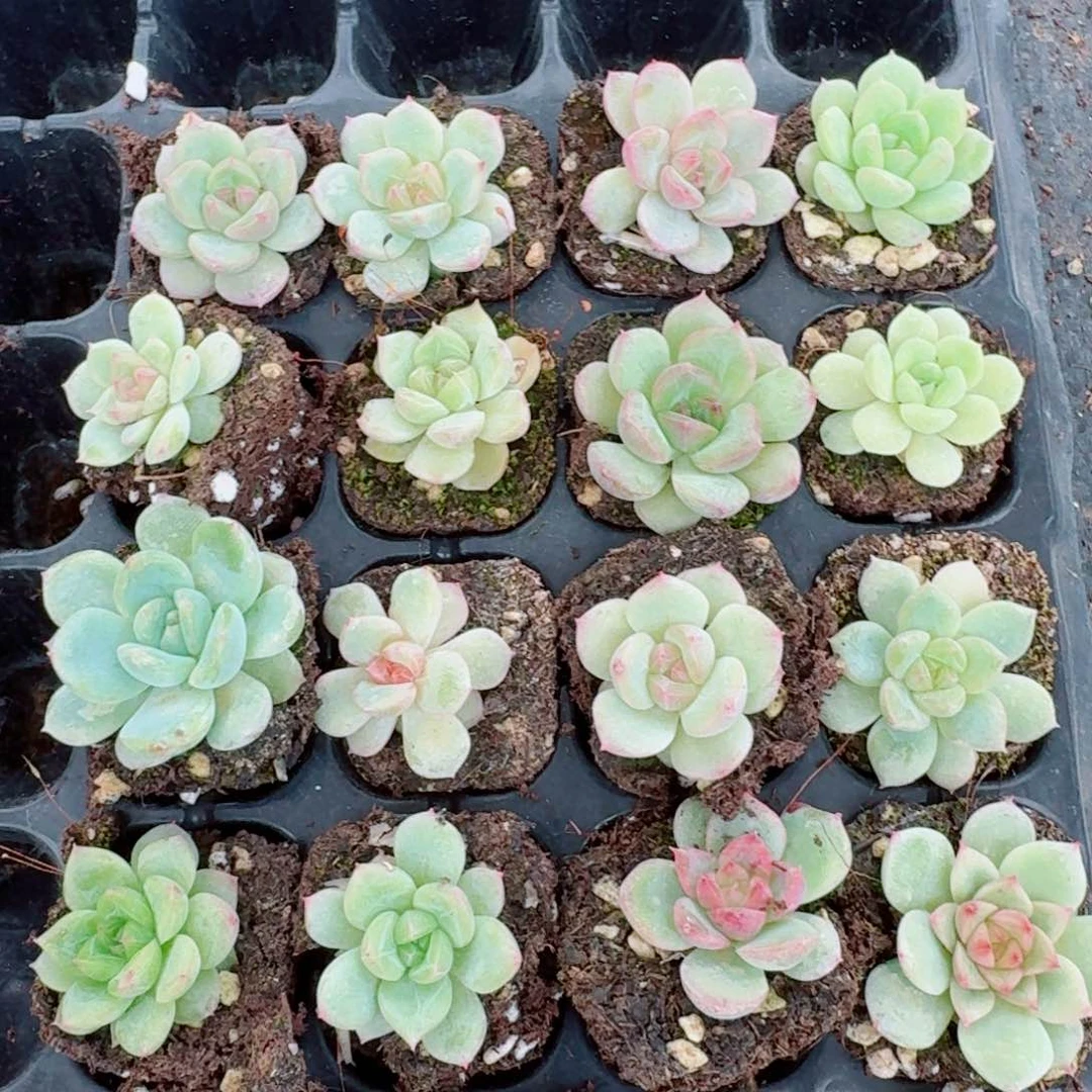 多肉杂交出心珍妮两颗穴盘量拍19-126