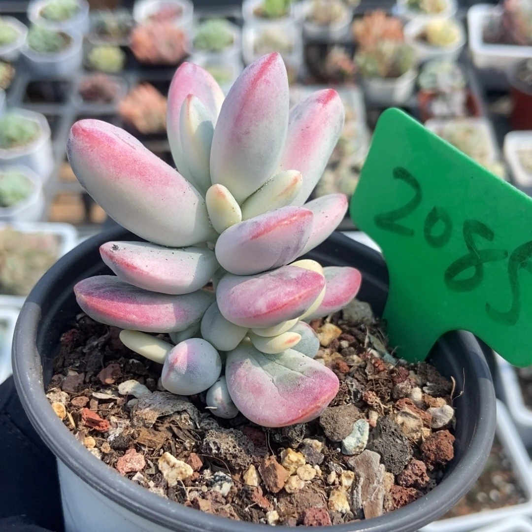 2085福娘锦多肉植物保护