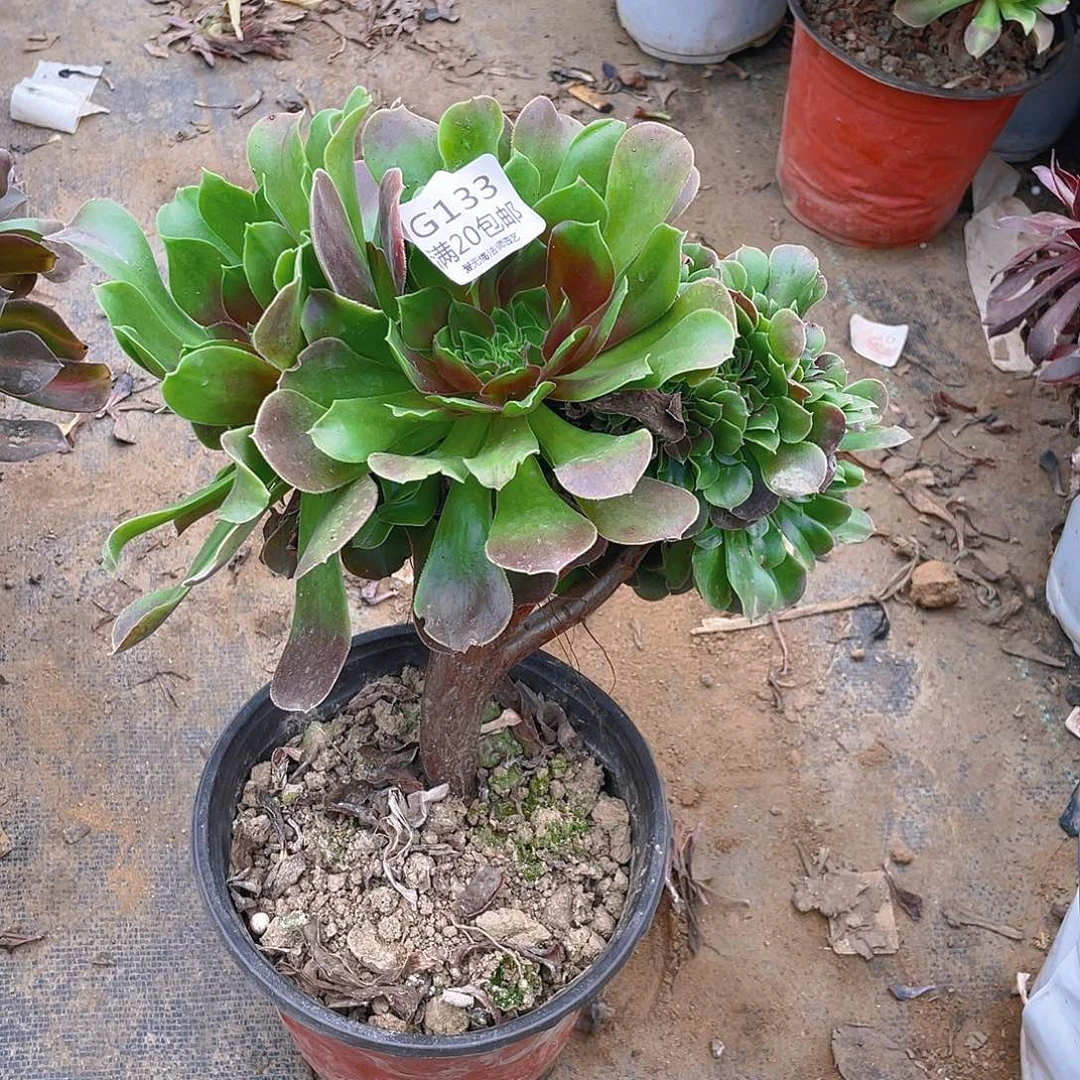 133玫瑰缀化多肉法师