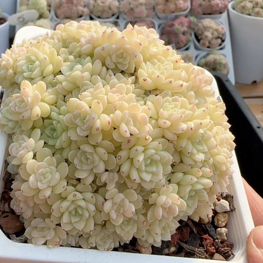 【闪购商品】0219-47（圆脸花朵母本