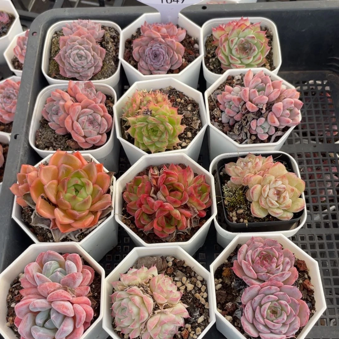 不包整散 盆子不售后1649