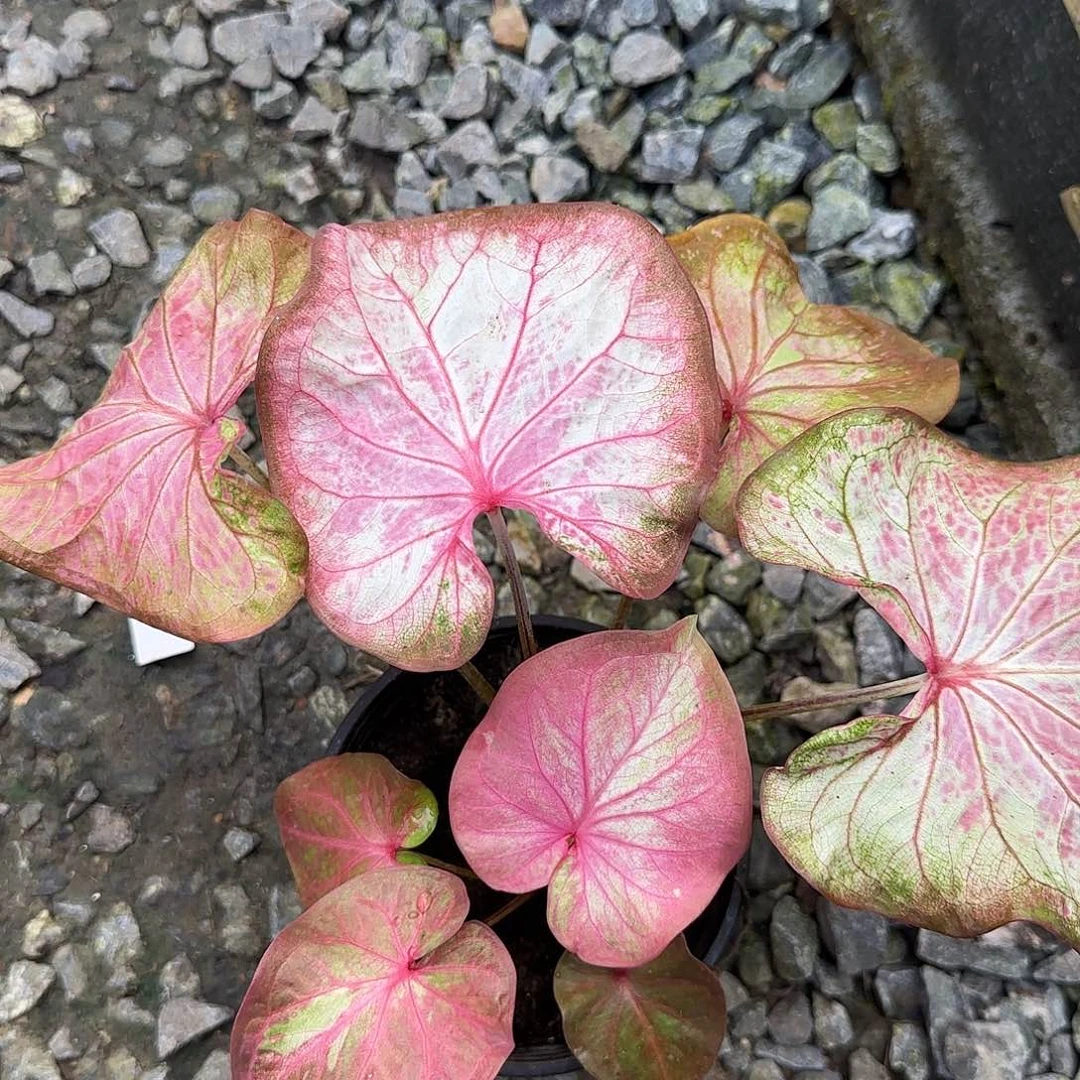 完全开放纯洁的心脱土发