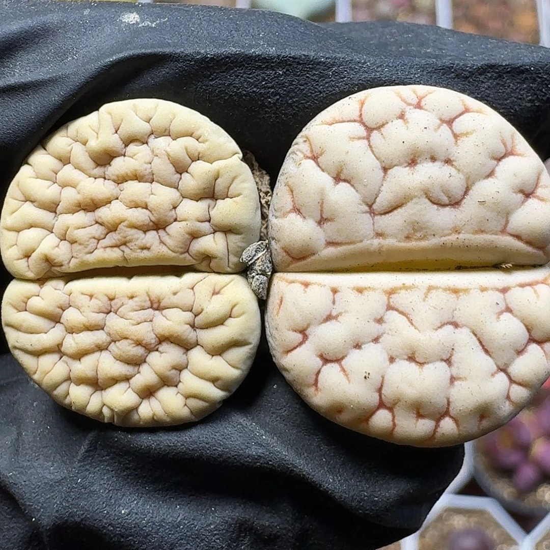 生石花111111。   275