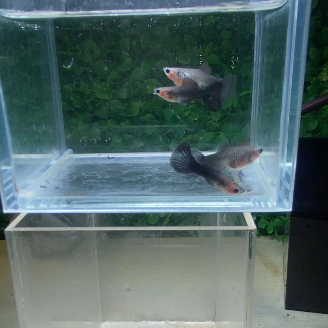 孔雀鱼蓝礼服玻璃猫两对