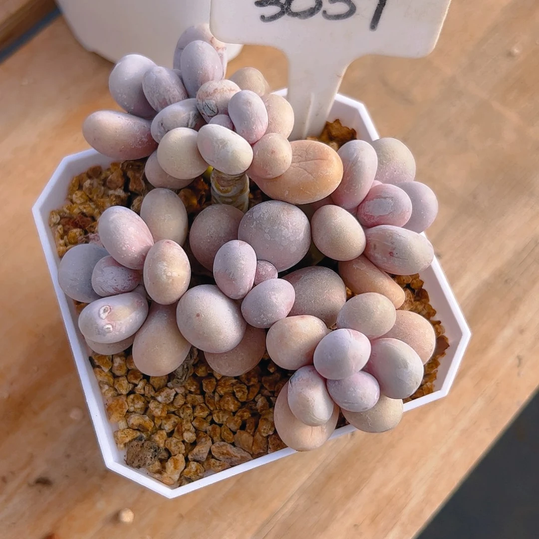 ?****a奶酪六头3051号一物一拍