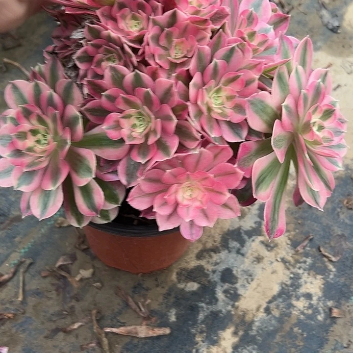 多肉法师植物链接71