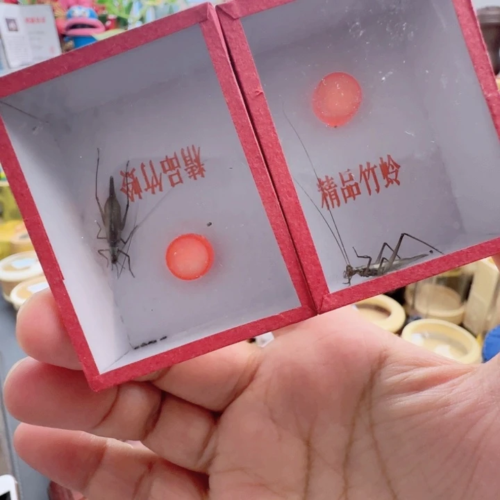 紫竹2只啊啊啊啊啊啊