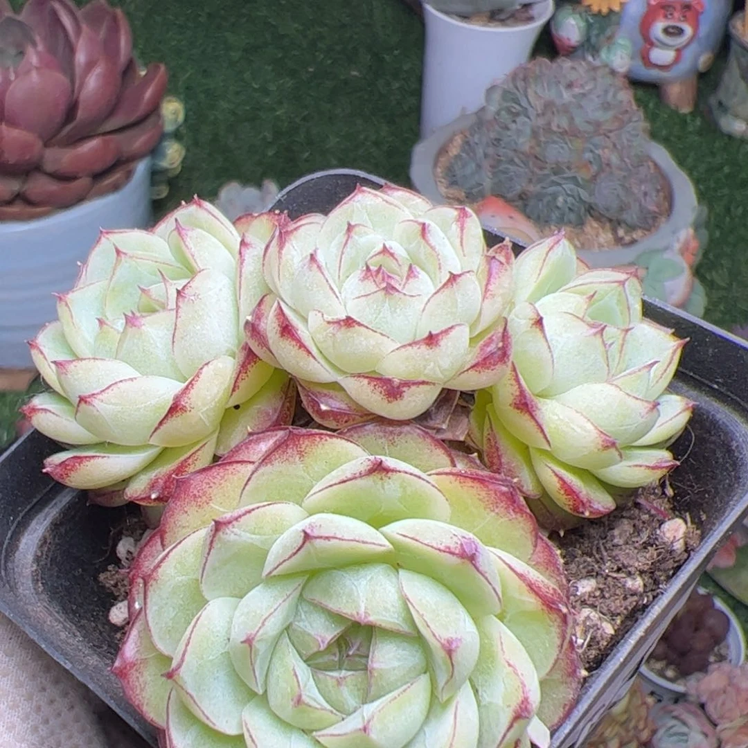 292 满38元包邮一物一