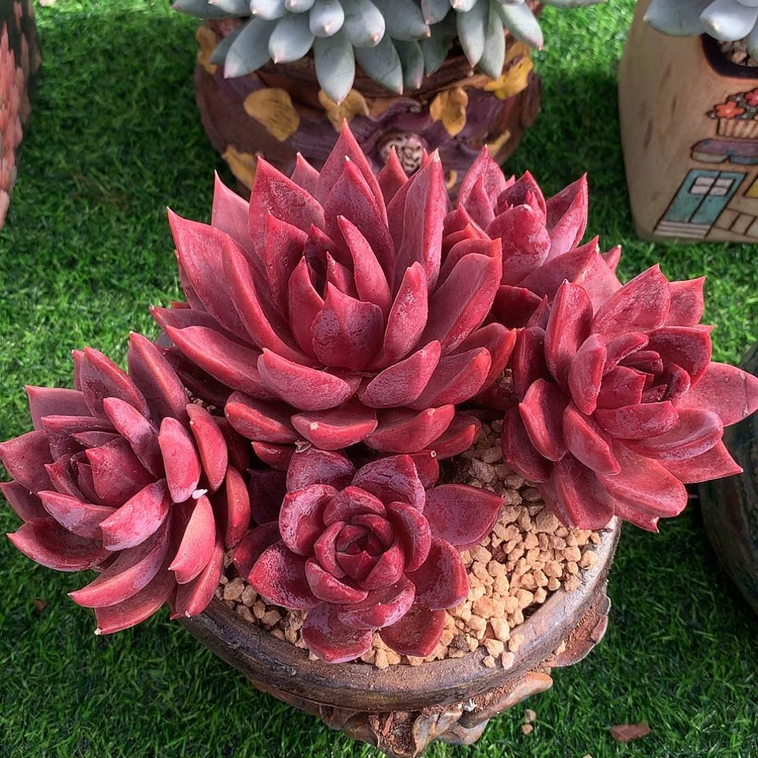 红卡群20 公分一物一拍