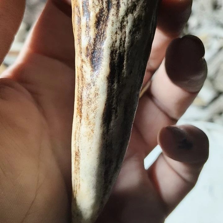 天***行非金属无鹿角鹿角鹿角