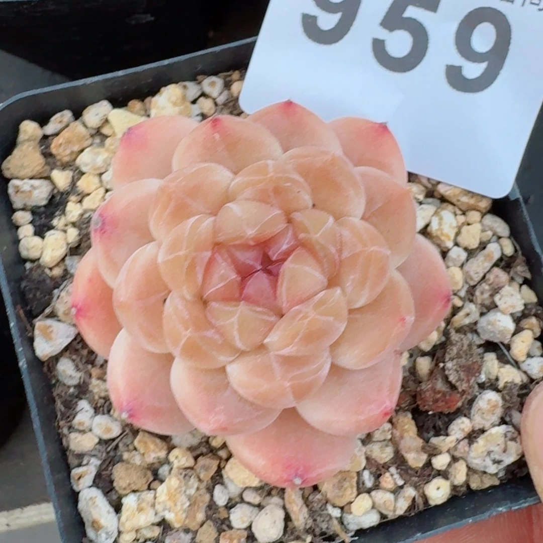 抹茶冰魄         多肉植物