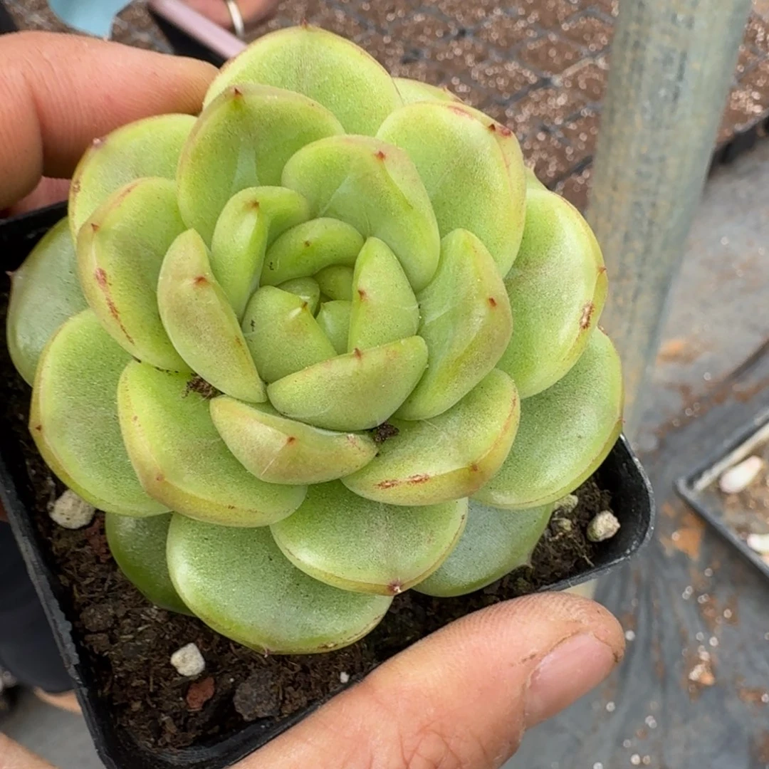 绿水鬼一颗量拍23-12