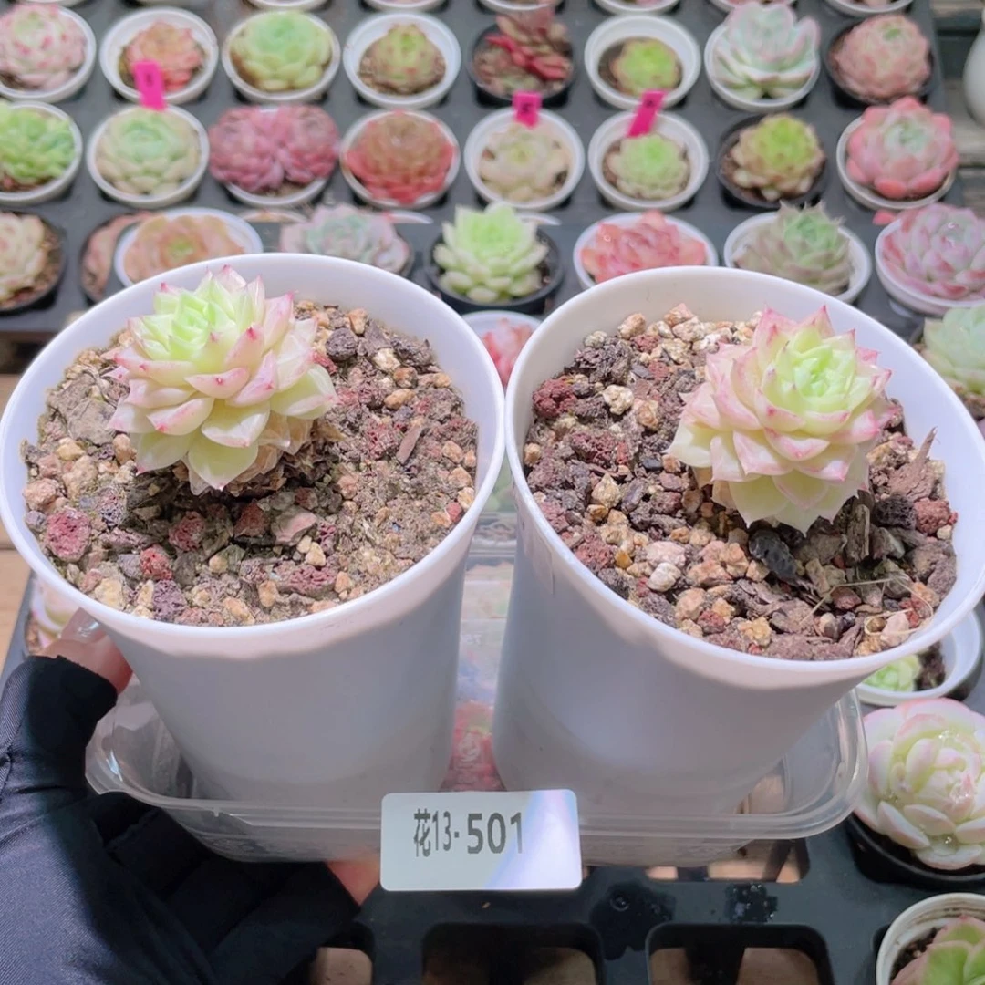 花利美13-501白天鹅2颗