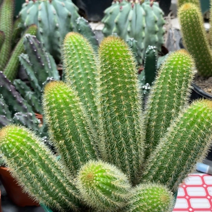 双色金妞超多头一物一拍1