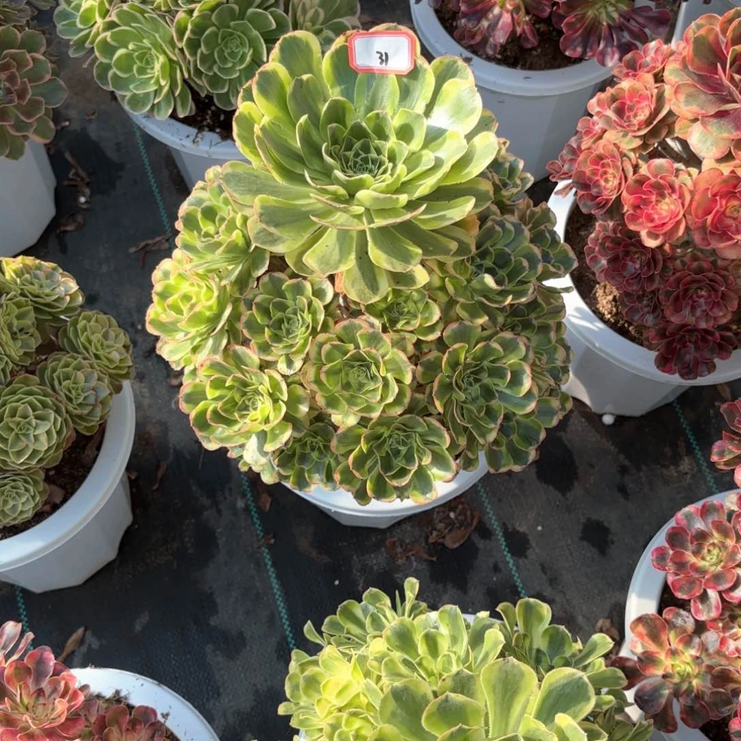 全部花朵31白兰地多肉植物