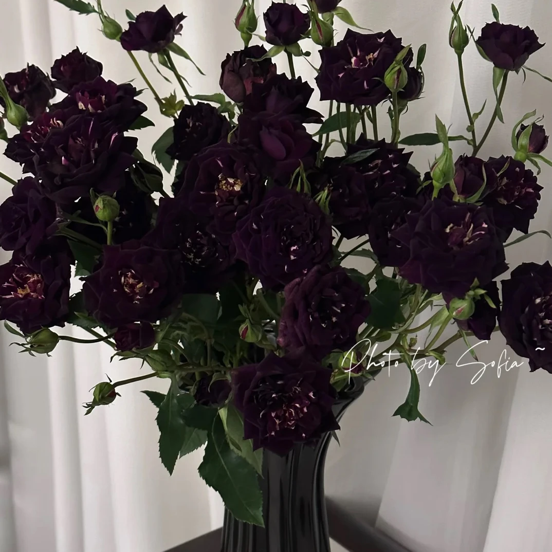 【楠桐玫瑰】嘟嘟小狗 任拍三单及以上包顺空鲜切花10支装家居插花