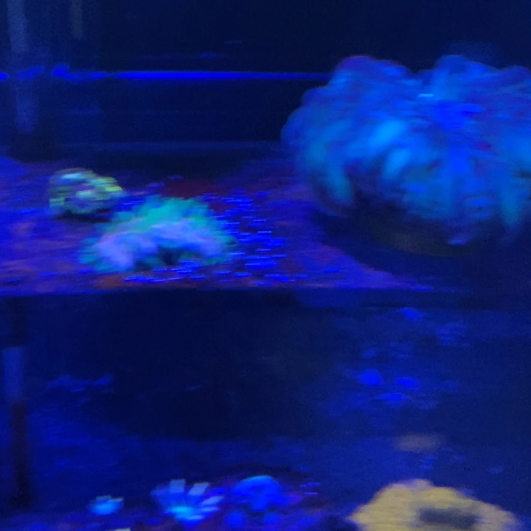 纽扣珊瑚一物一拍