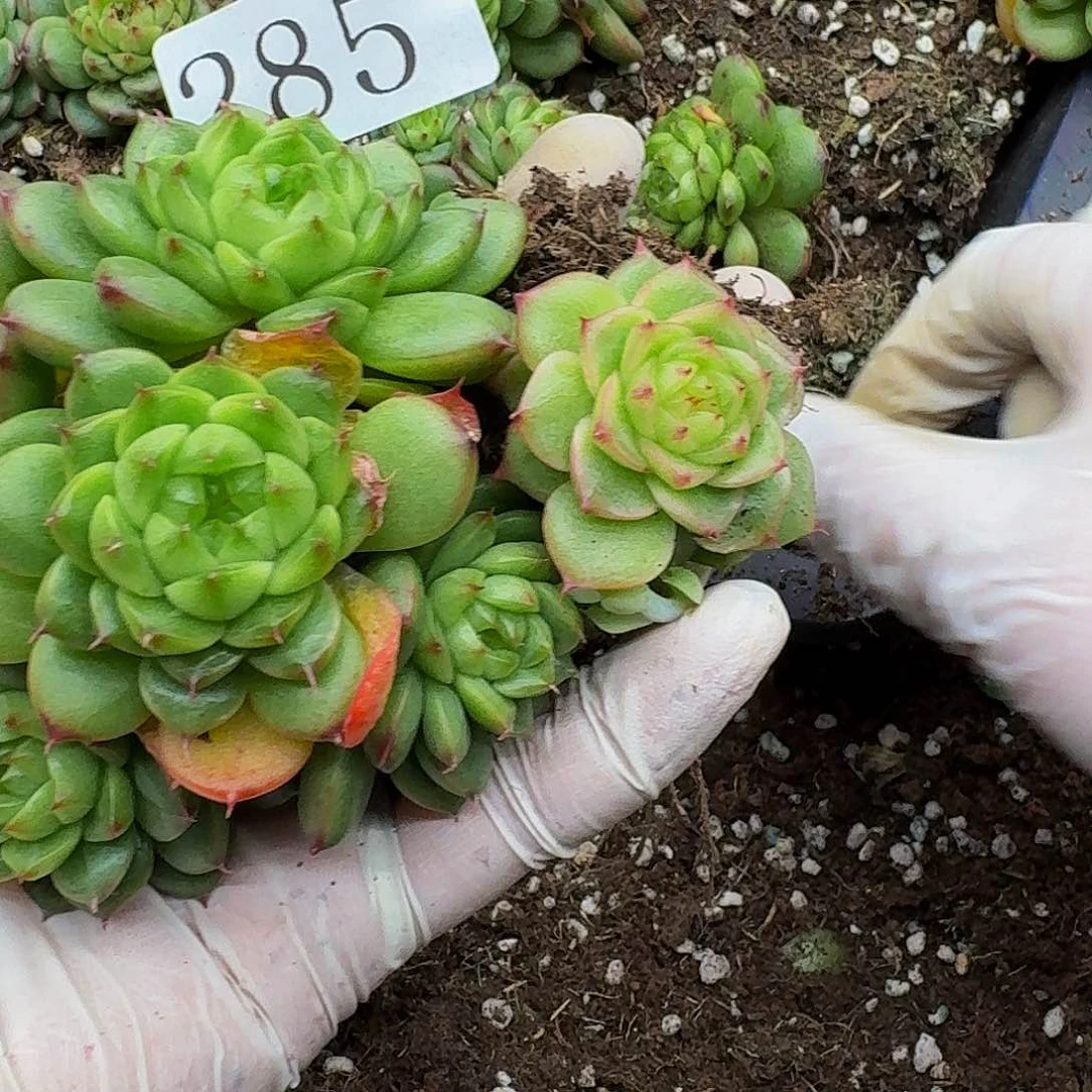 贩**光多肉植物多肉植物285